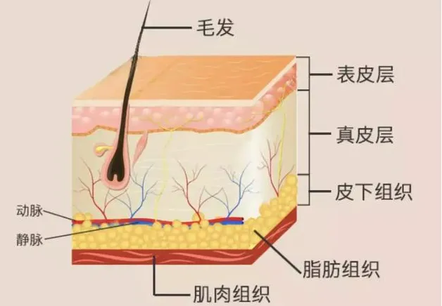 还在为皮肤健康而烦恼？小妲己直播app
助您科学护肤
